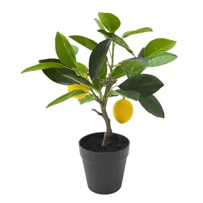 Buah Lateks Perasaan Tangan